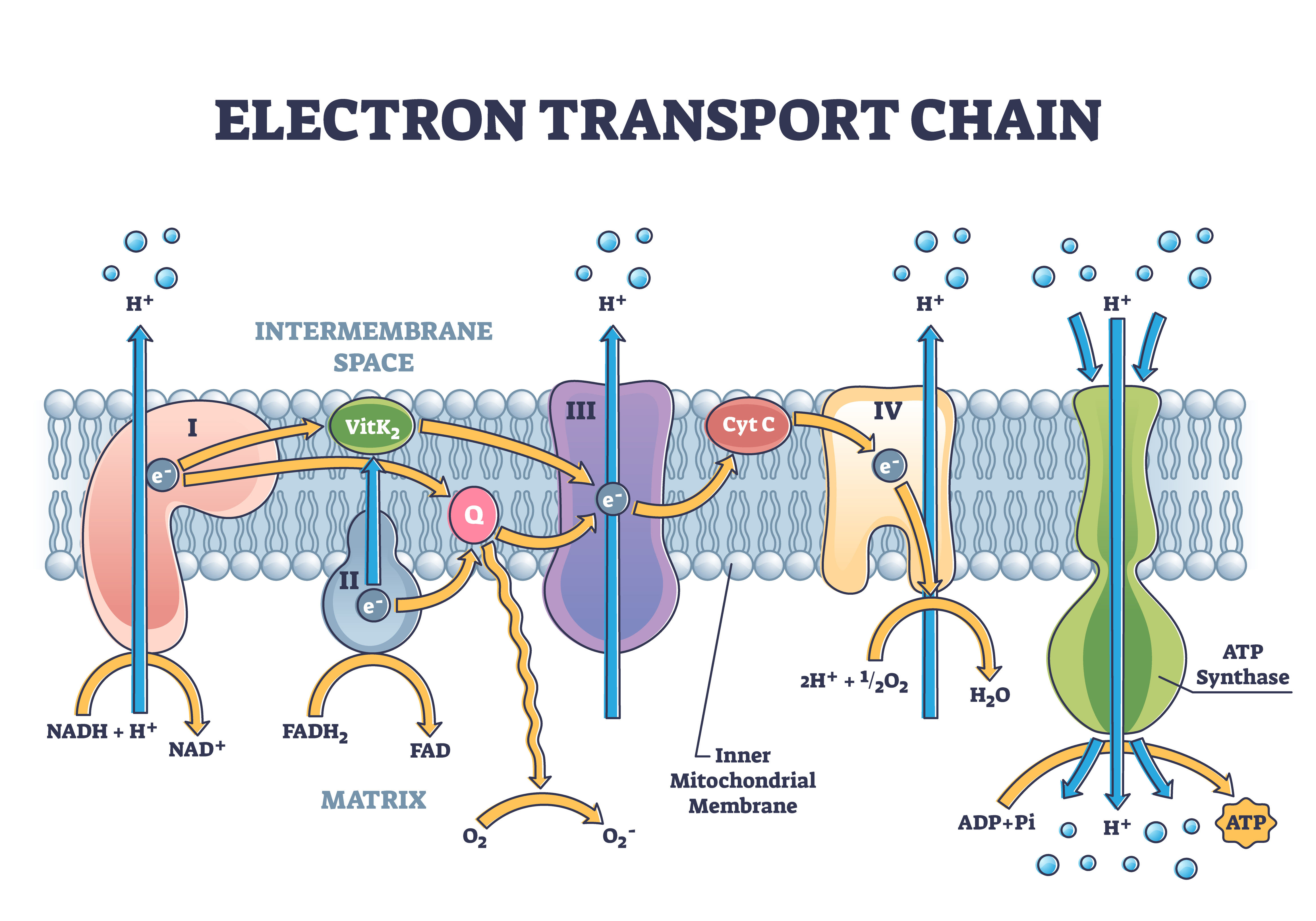  schéma de la phosphorylation