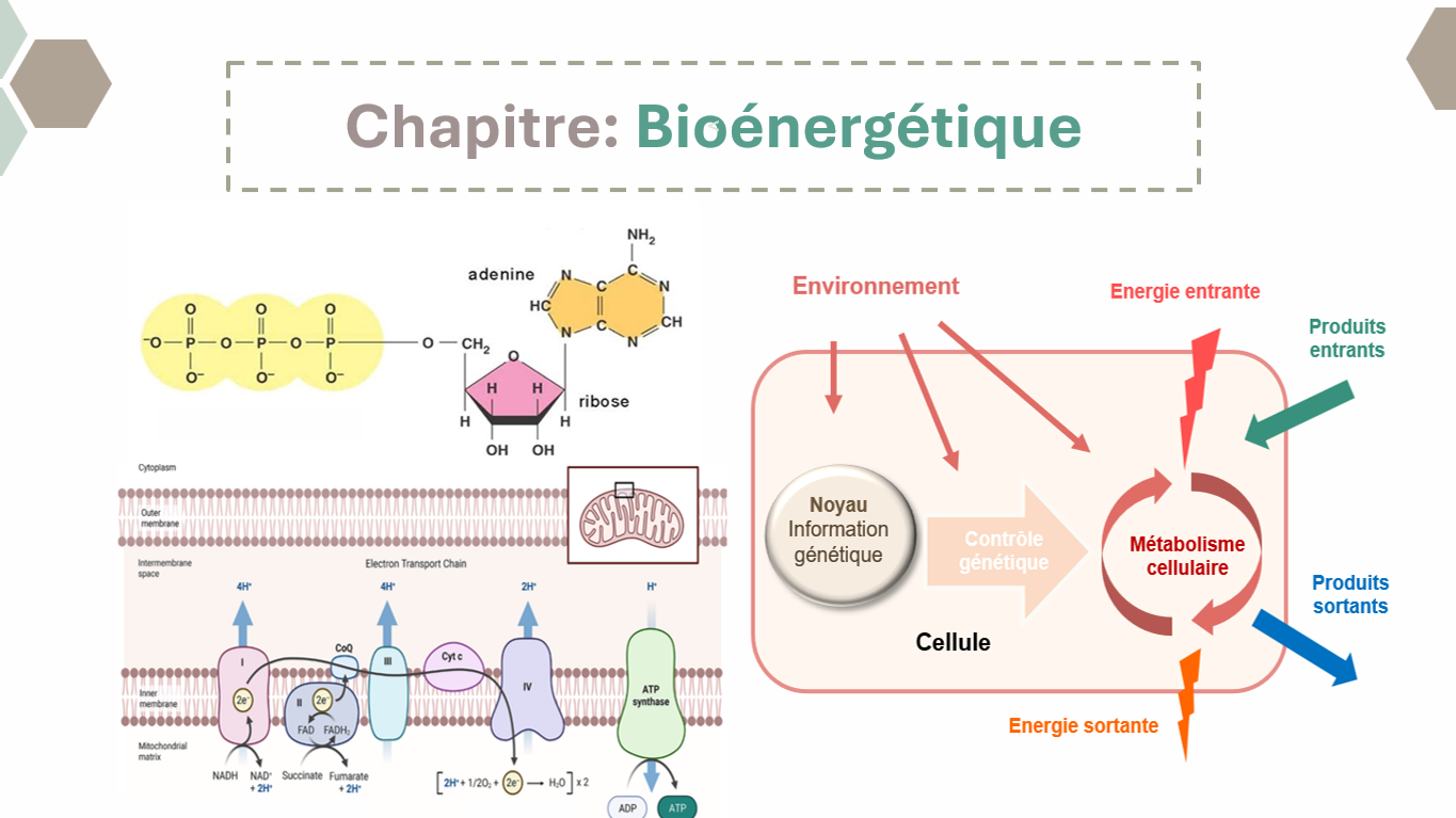 Métabolisme des glucides