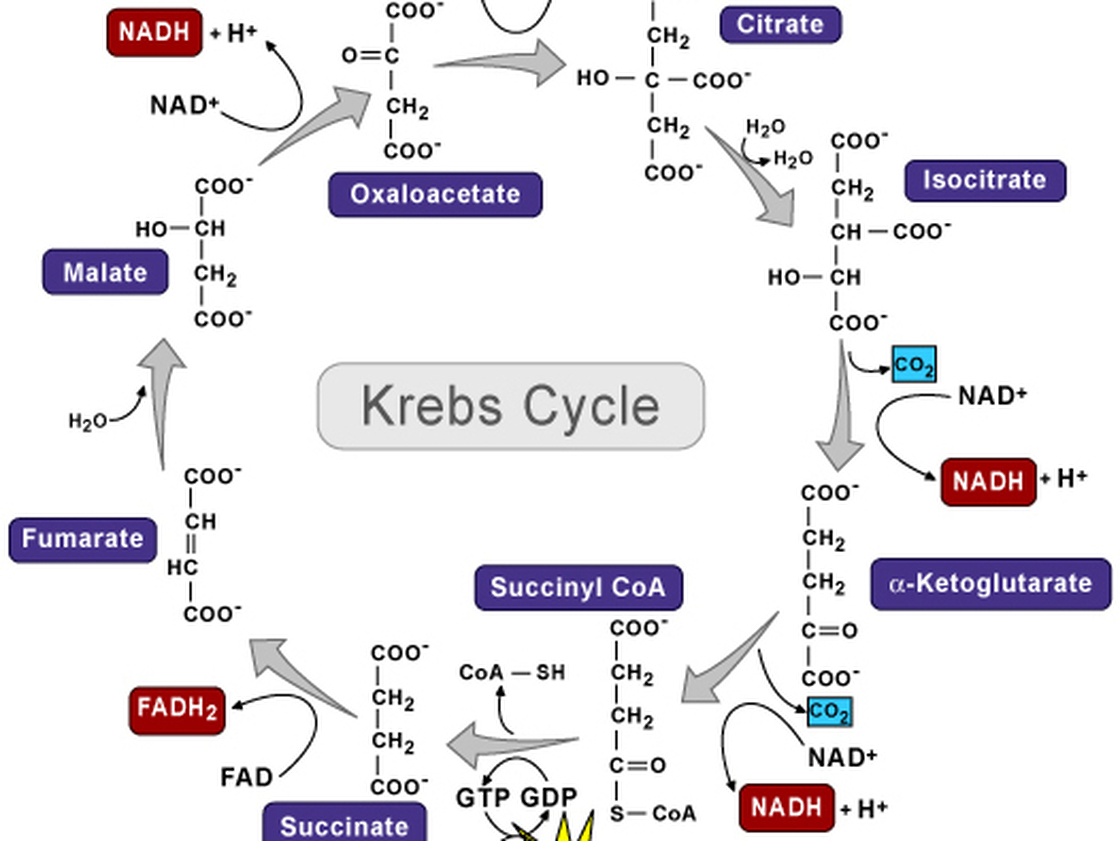 Schéma du cycle de Krebs