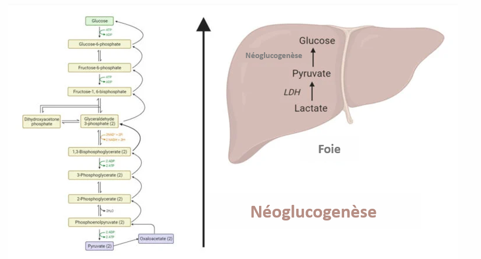  image de la néoglucogenèse